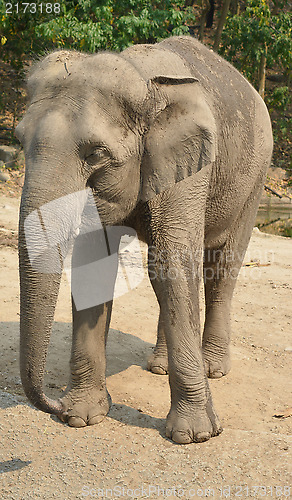 Image of asian elephant