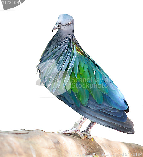 Image of blue pigeon