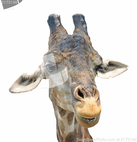 Image of giraffe