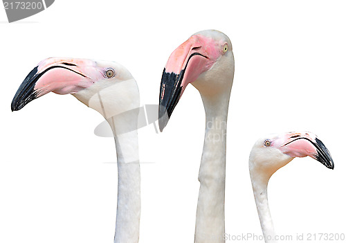 Image of pink flamingoes