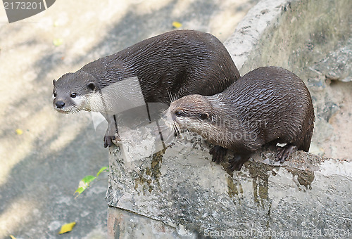 Image of otters