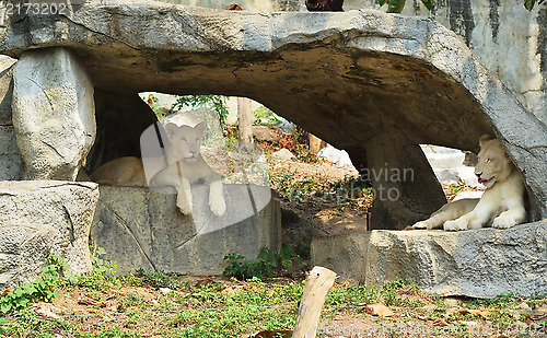 Image of lionesses