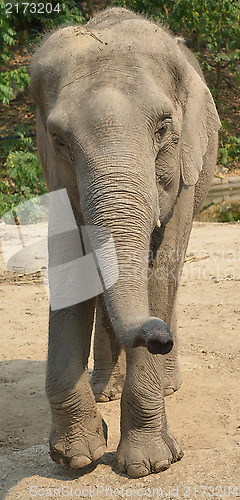 Image of asian elephant