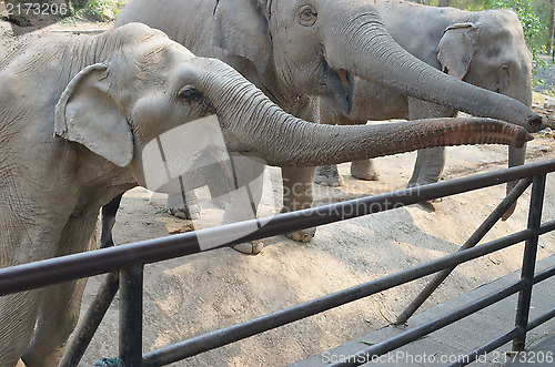 Image of elephants