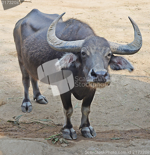 Image of gaur or seladaing 