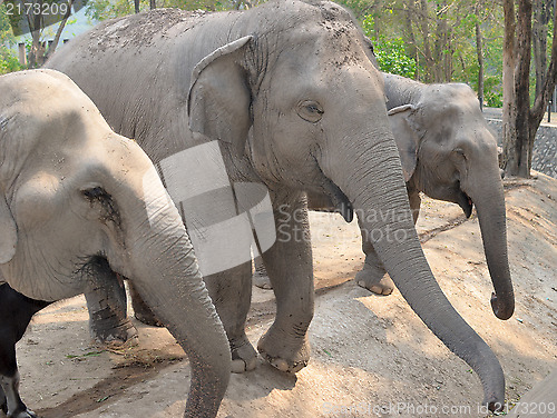 Image of elephants