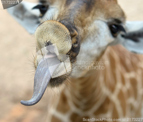 Image of funny giraffe