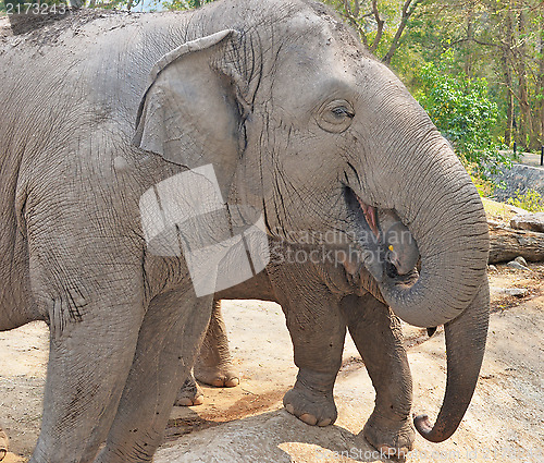 Image of elephants