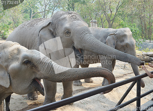 Image of elephants