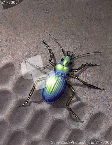 Image of beetle running over skidmark