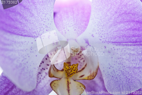 Image of Pink Orchid