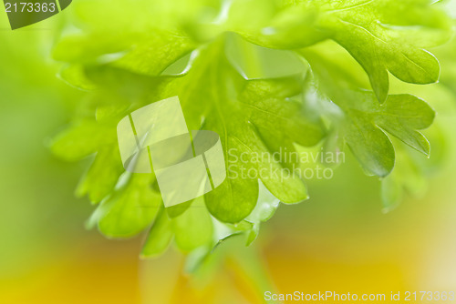 Image of Green Parsley