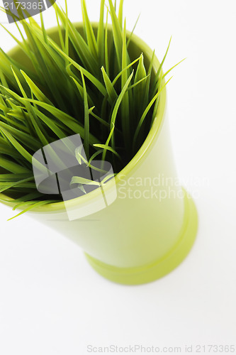 Image of Grass growing in a flowerpot