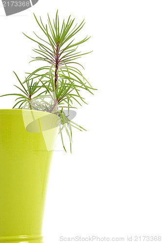 Image of Houseplant growing in a flowerpot