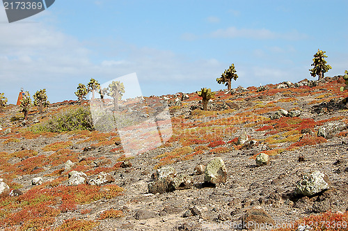 Image of Rocky terrain in the Galapagos Islands