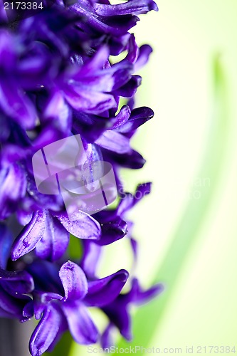 Image of blue hyacinth 