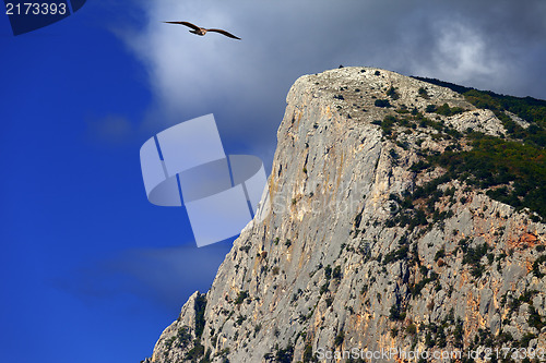 Image of Summer rocks and seagull flying in blue sky