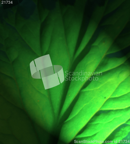 Image of Green Leaf Background