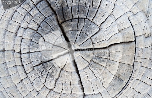 Image of Closeup of Old Pine Saw Cut.