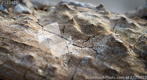 Image of Wood Background with Selective Focus.