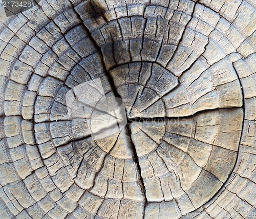 Image of Closeup of Old Pine Saw Cut.