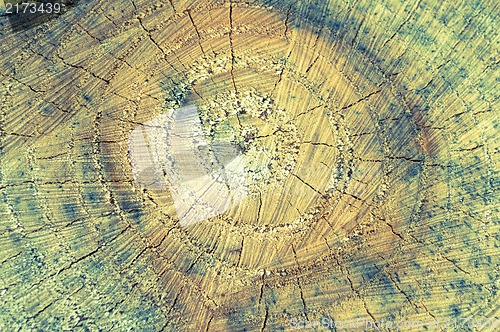 Image of Closeup of Old Pine Saw Cut.