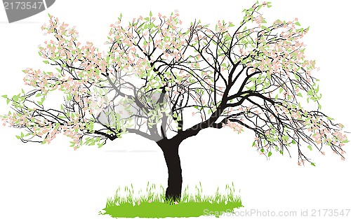 Image of Apple tree in spring