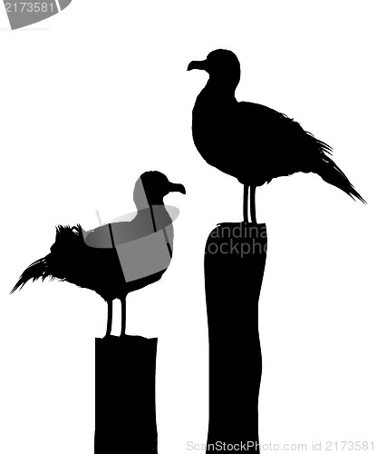 Image of Sea gull silhouettes