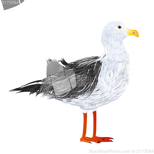 Image of Seagull