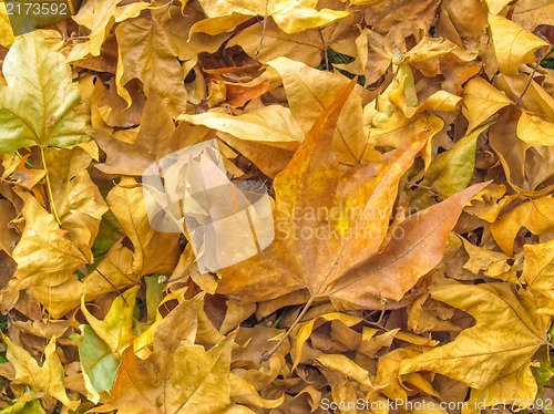 Image of Falling leaves