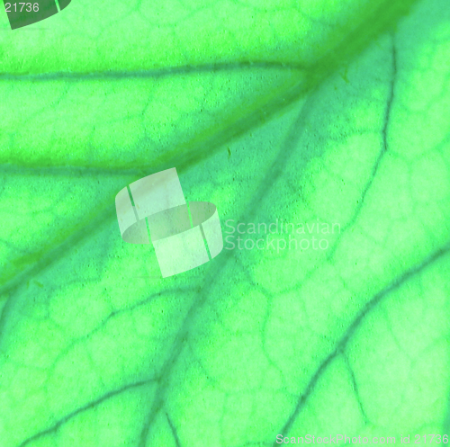 Image of Close up of a leaf