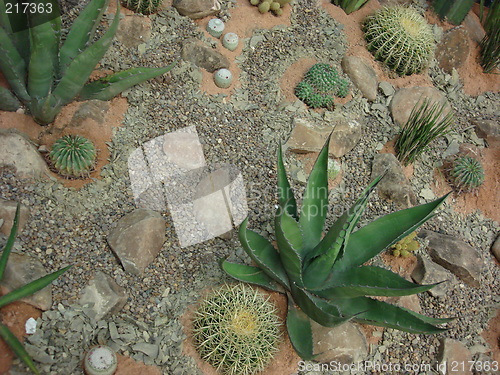 Image of Mexican Desert II