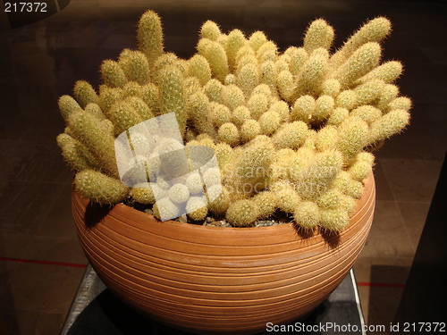 Image of Mexican Cactus I