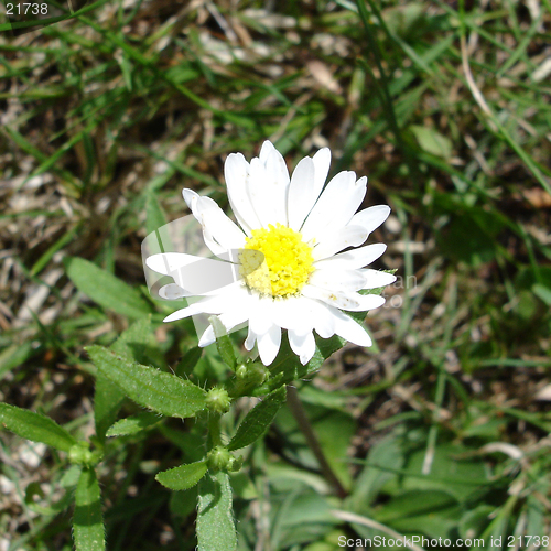 Image of Daisy