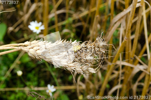 Image of four-spot orb-weaver spider wheat ears 