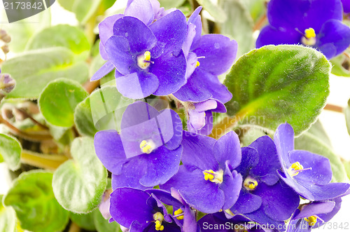 Image of bright purple flowers blooming  Saintpaulia 