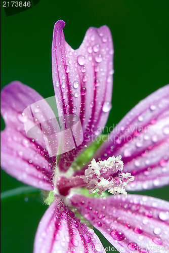 Image of violet flower malva 