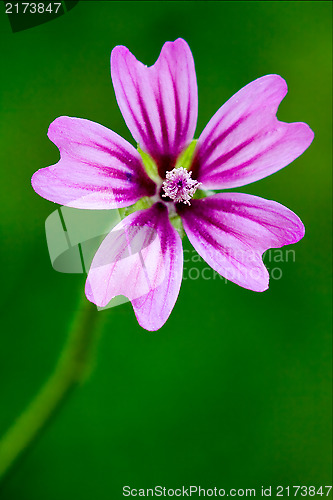 Image of violet malva 