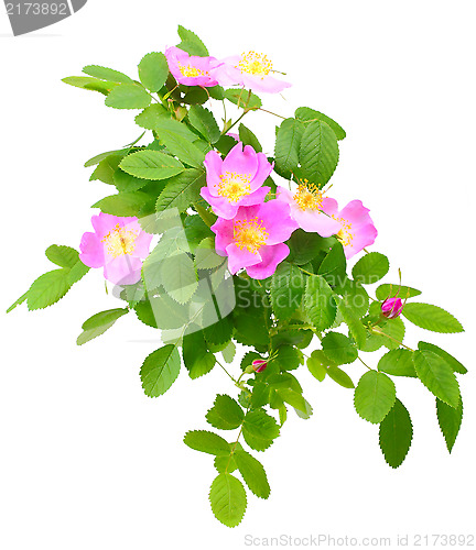 Image of Branch of dog rose with flowers