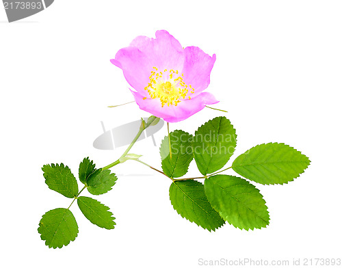 Image of Branch of dog rose with leaf and flower