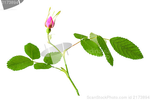 Image of Dog rose with leaf and bud