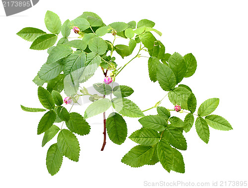 Image of Dog rose with leafs and buds