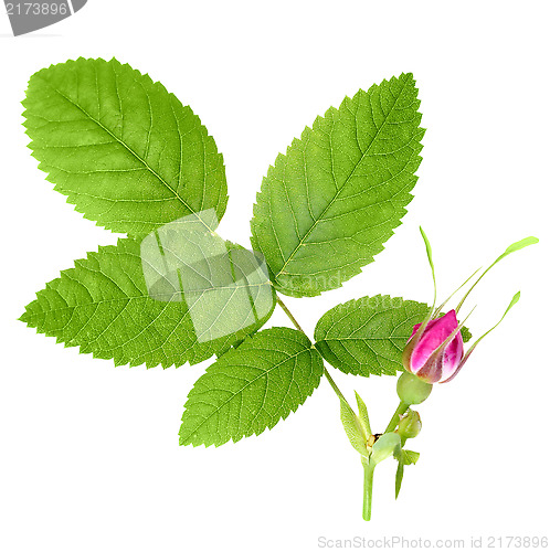 Image of Dog rose with leaf and one bud