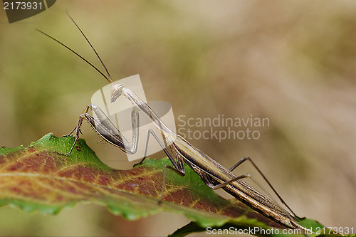 Image of close up of praying mantis 