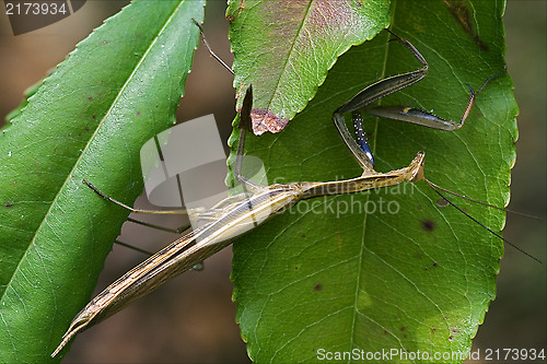 Image of mantodea  in the bush