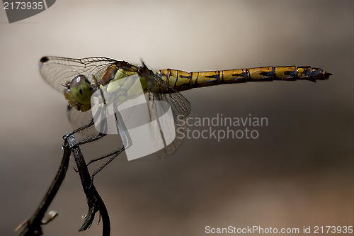 Image of side of wild  yellow black dragonfly on a  branch 