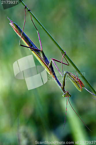 Image of mantodea  close up 