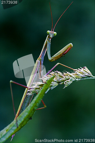 Image of mantodea  the flowering bush