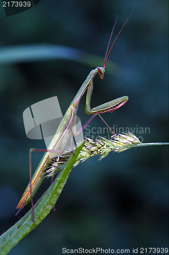 Image of  praying the flowering bush