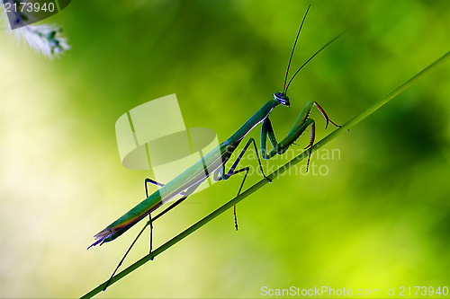 Image of praying mantis mantodea on a green 